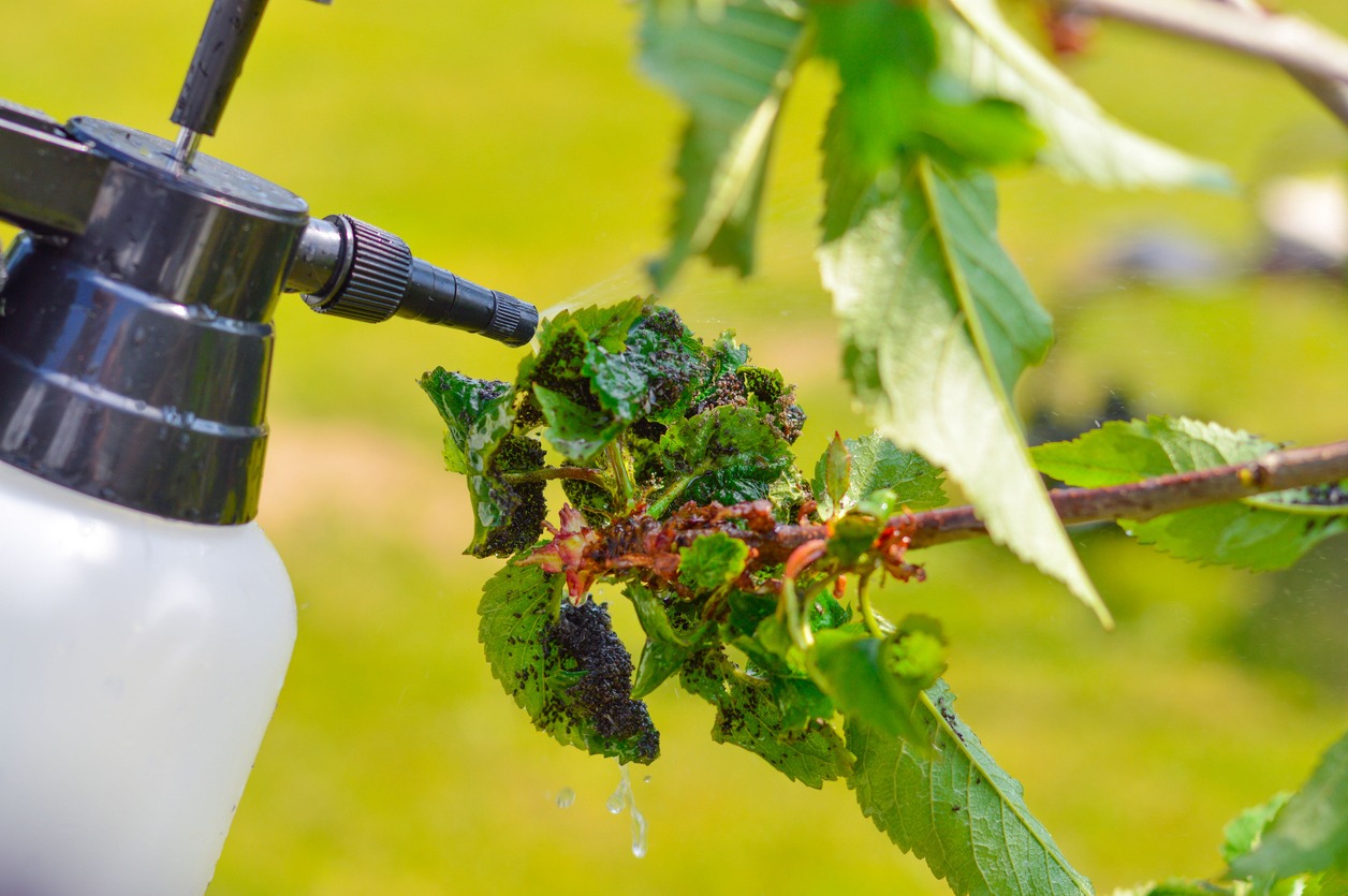 a spray bottle being sprayed on a cherry plant with aphids