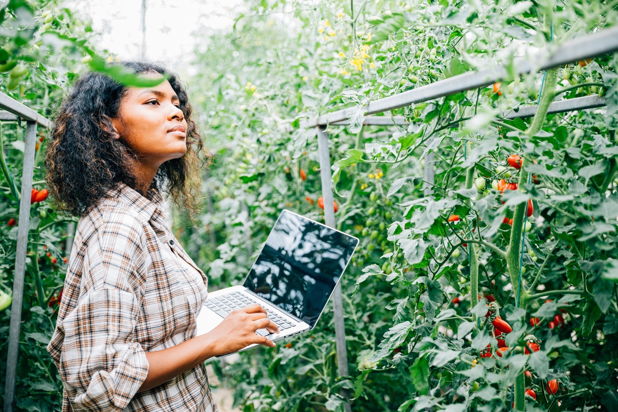 farmer inspecting tomato quality in the greenhouse using a laptop
