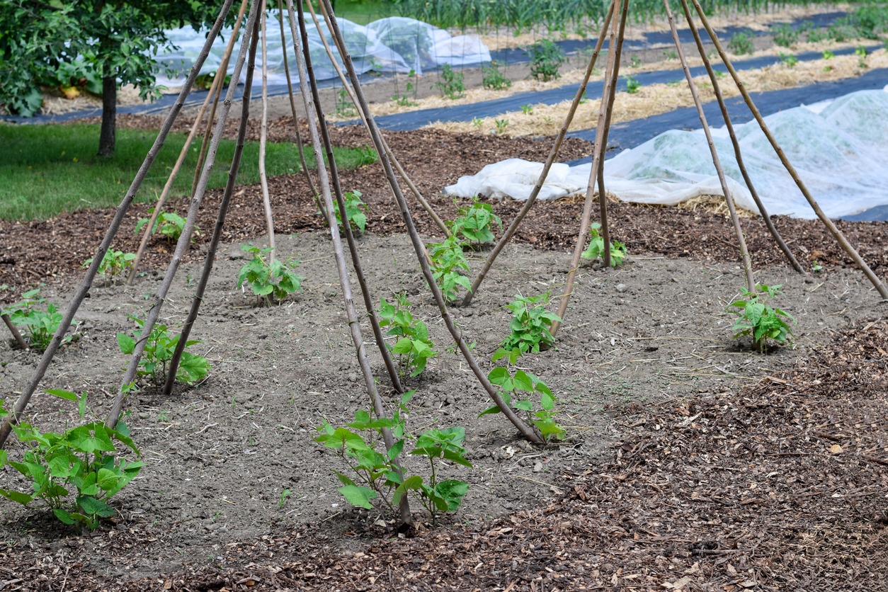 tipi support structures in a garden using sticks