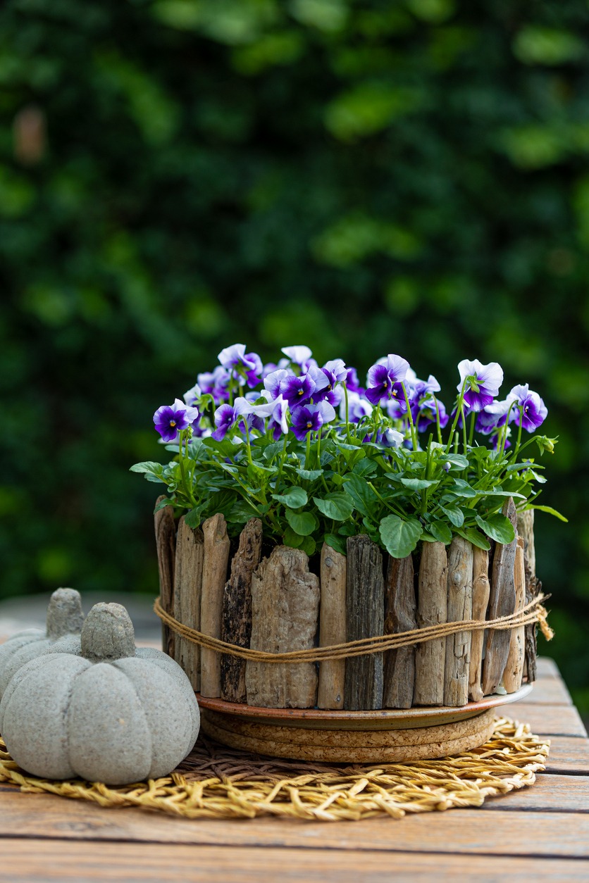 wooden sticks with vibrant pansies
