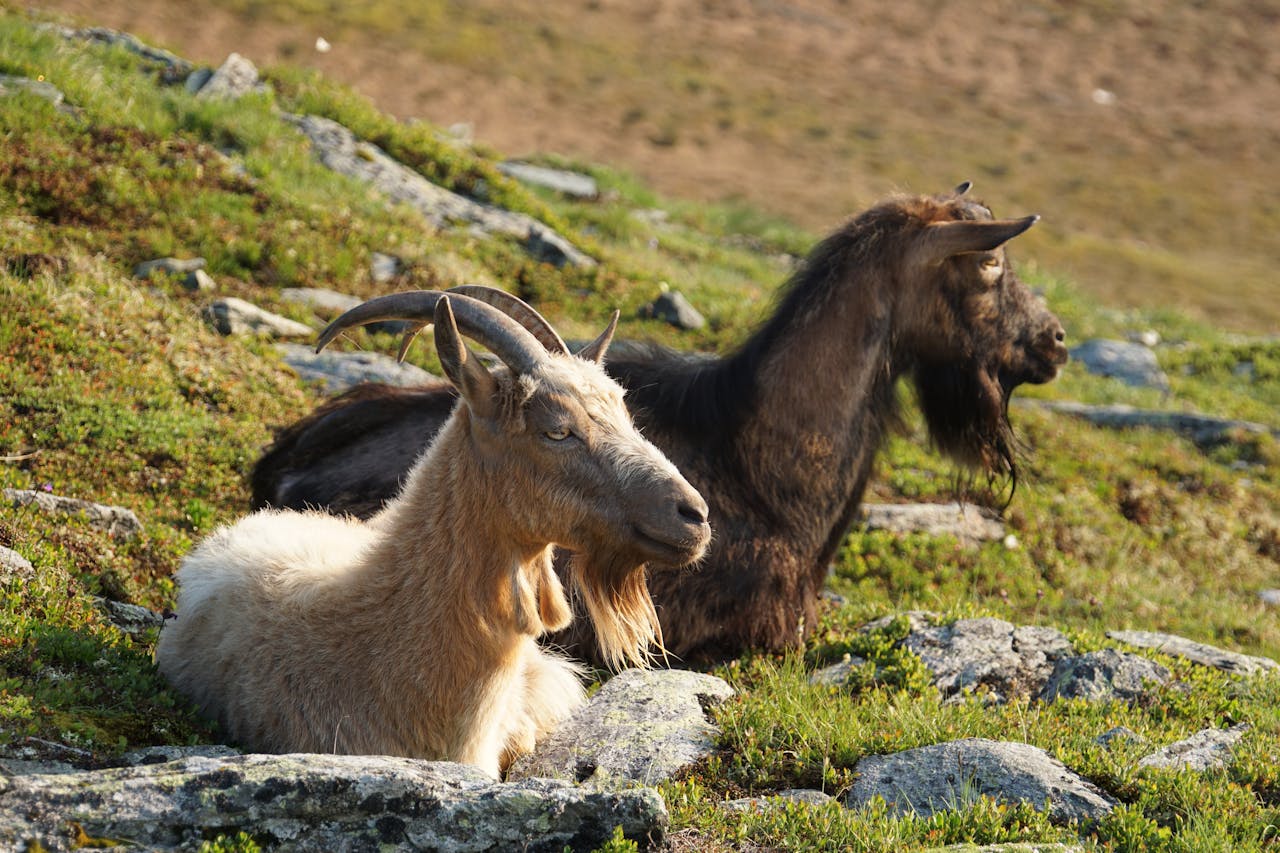 alpine goats by the side of the hill