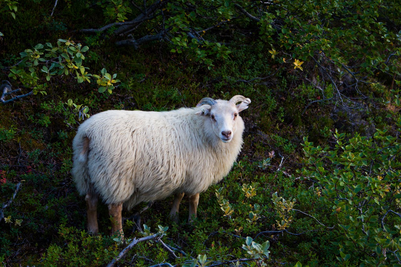 white sheep standing on plants