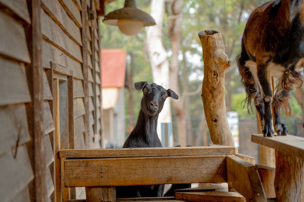 a goat behind a wooden plank