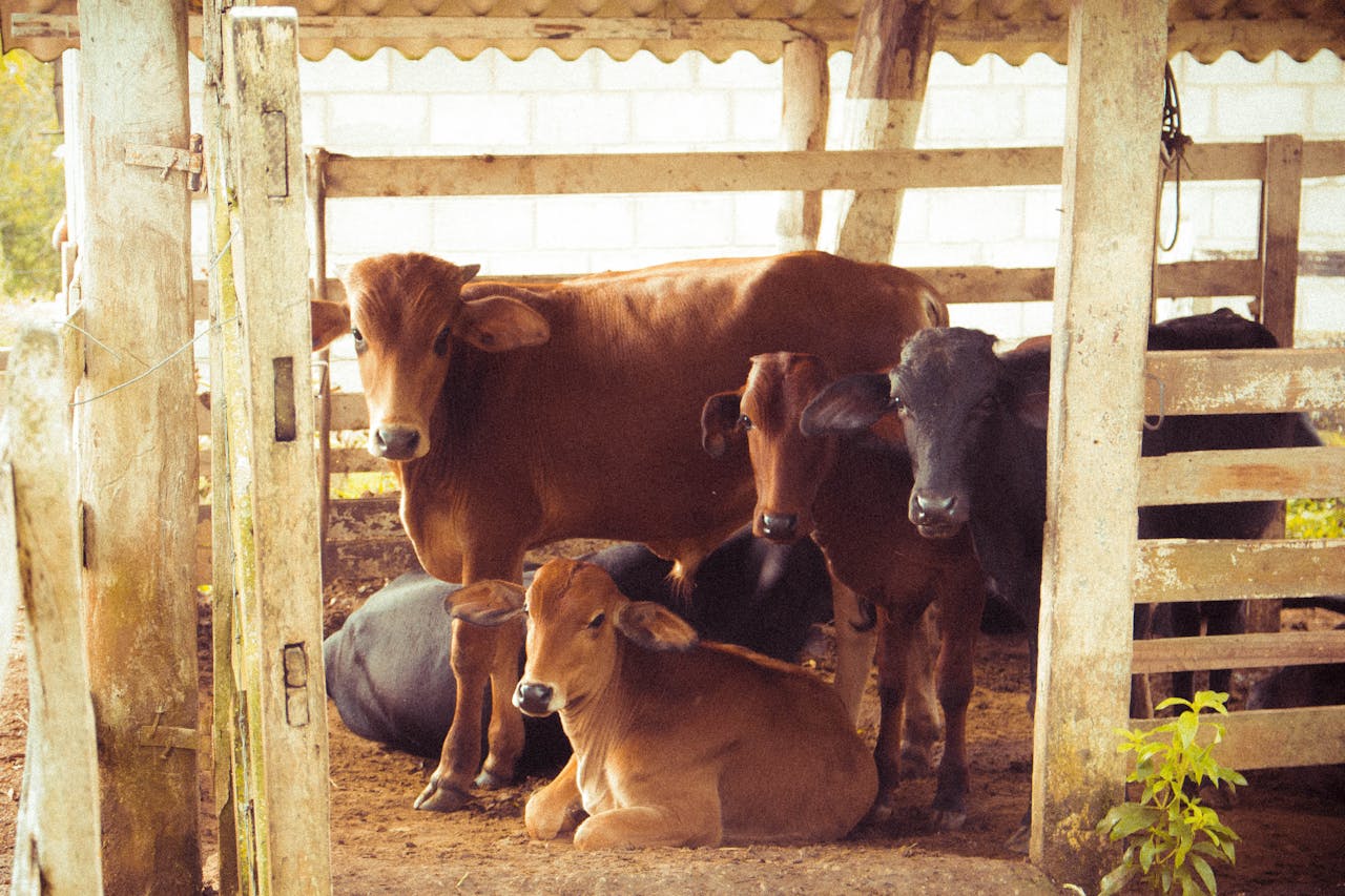 a herd of brown calf