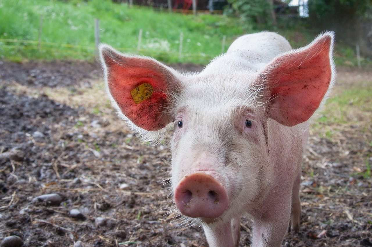 a white pig