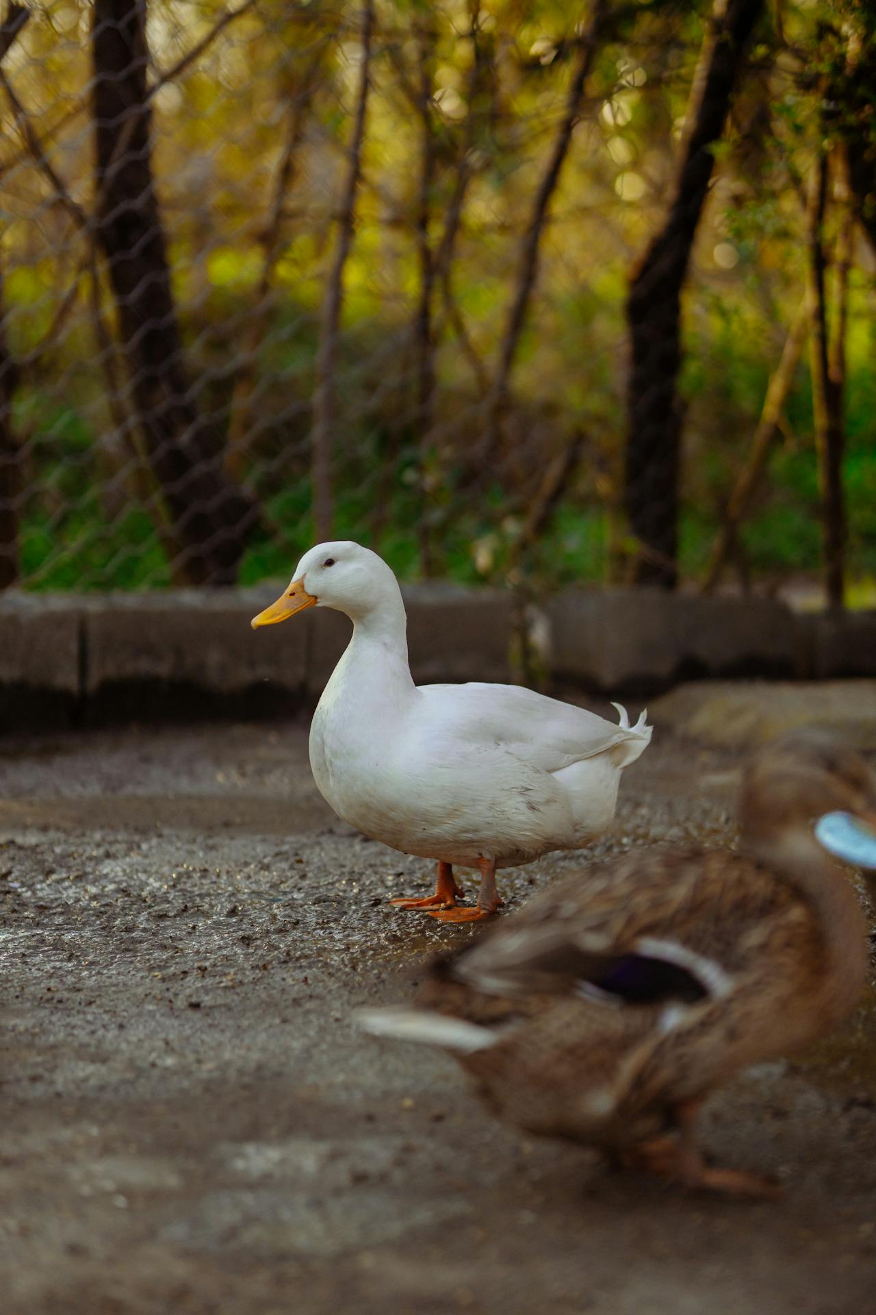 goose standing on a farm paddock