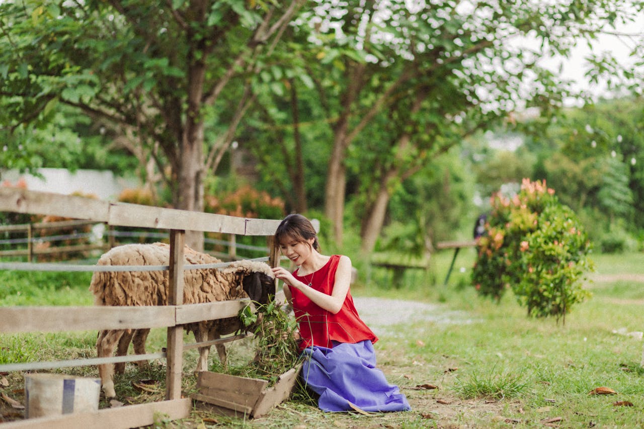smiling woman sitting with sheep on a farm