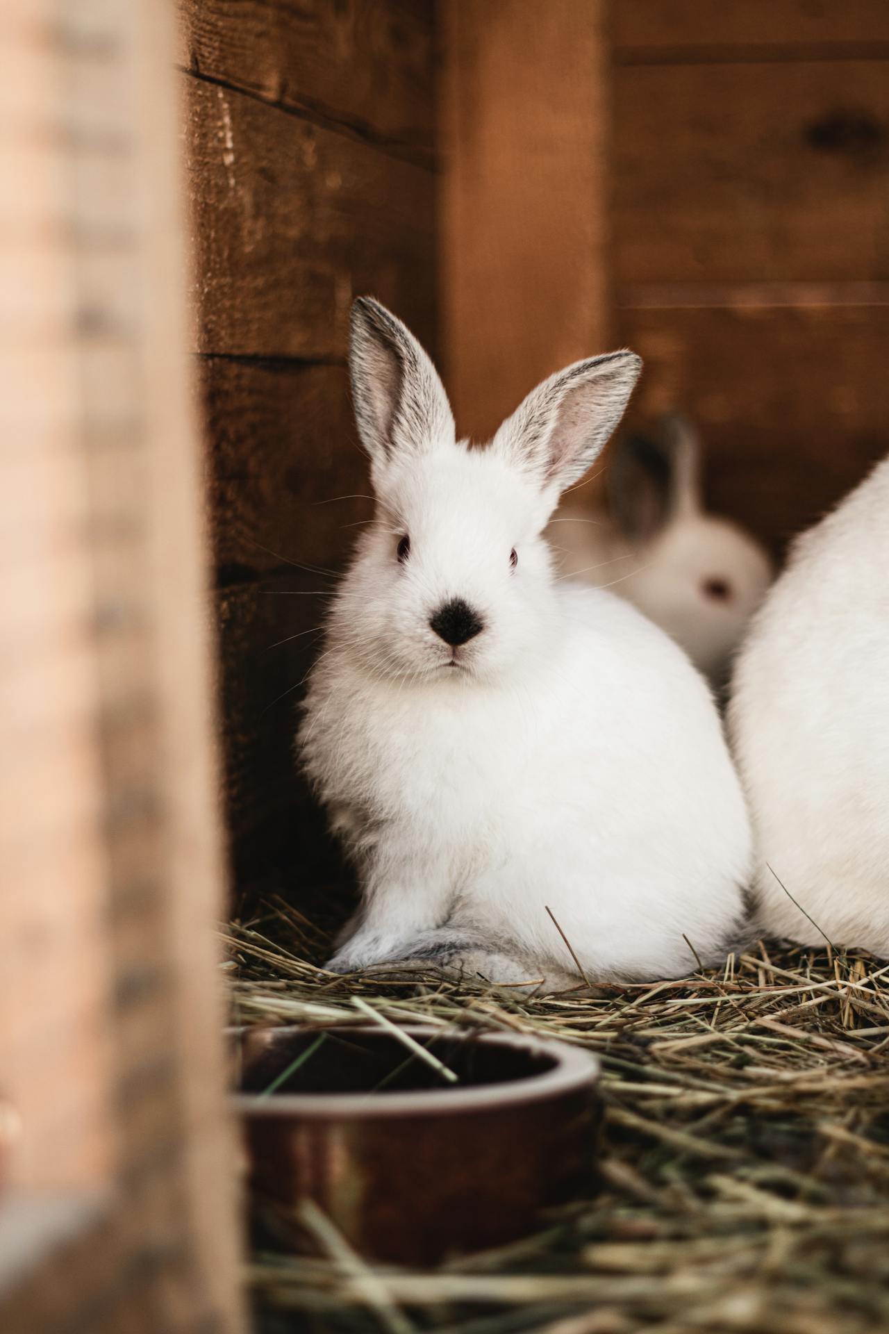 white bunnies in a wooden hutch