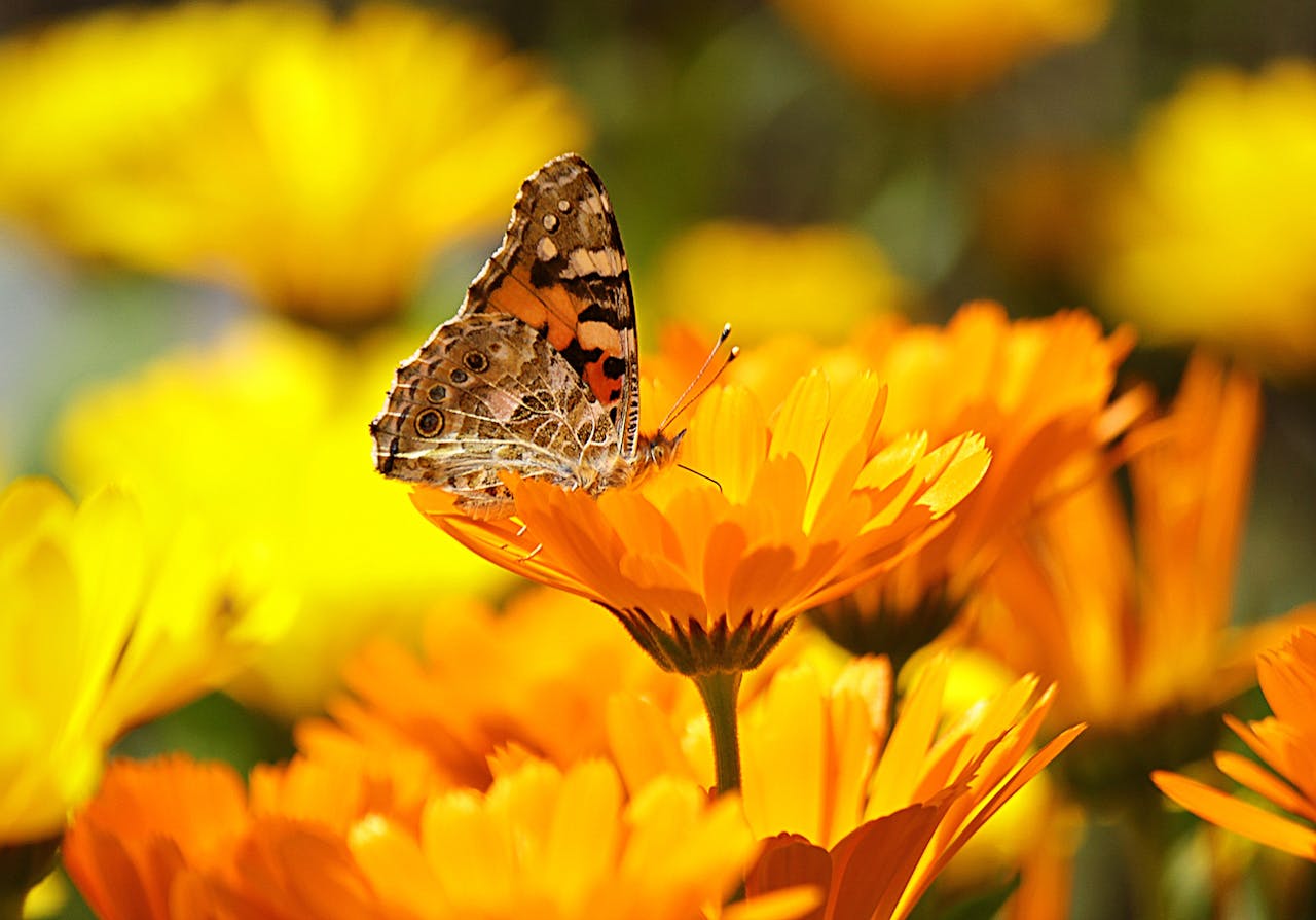 a marigold flower with a butterfly