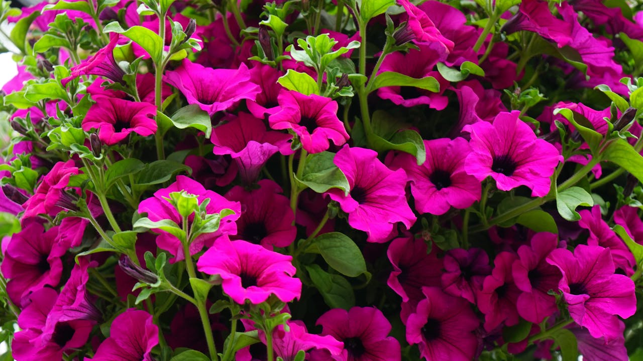 purple petunias