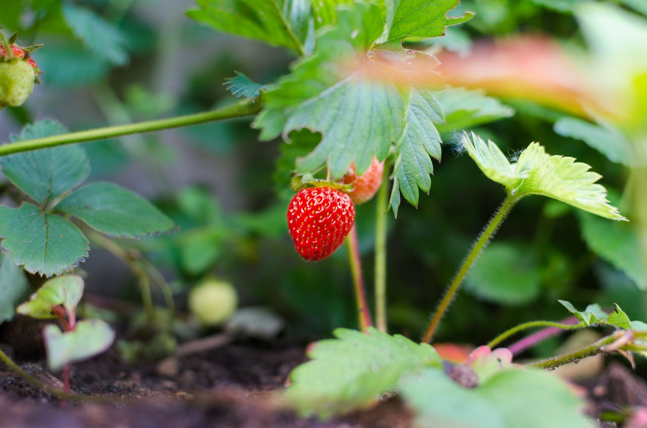 strawberry plant