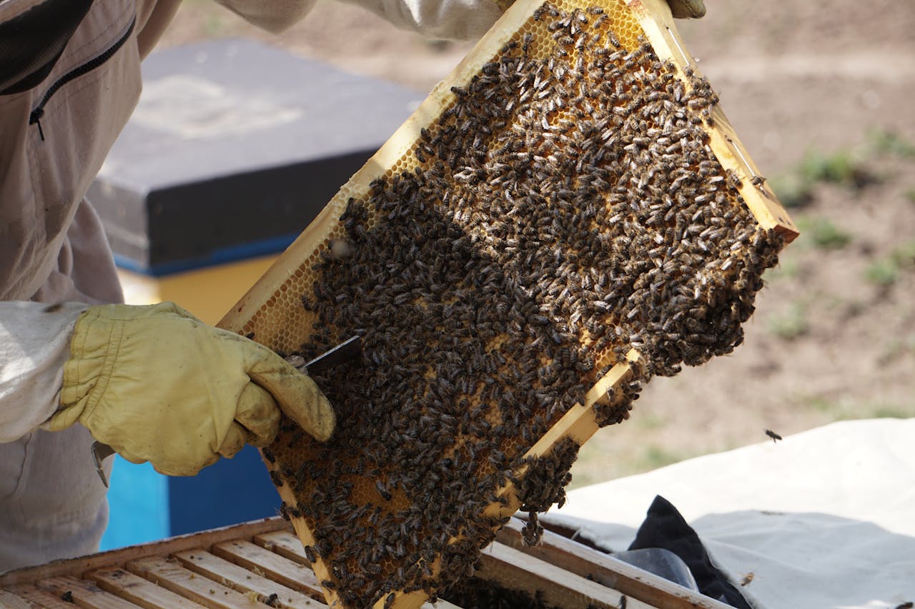 beekeeper holding a swarm of honey bees in a hive frame