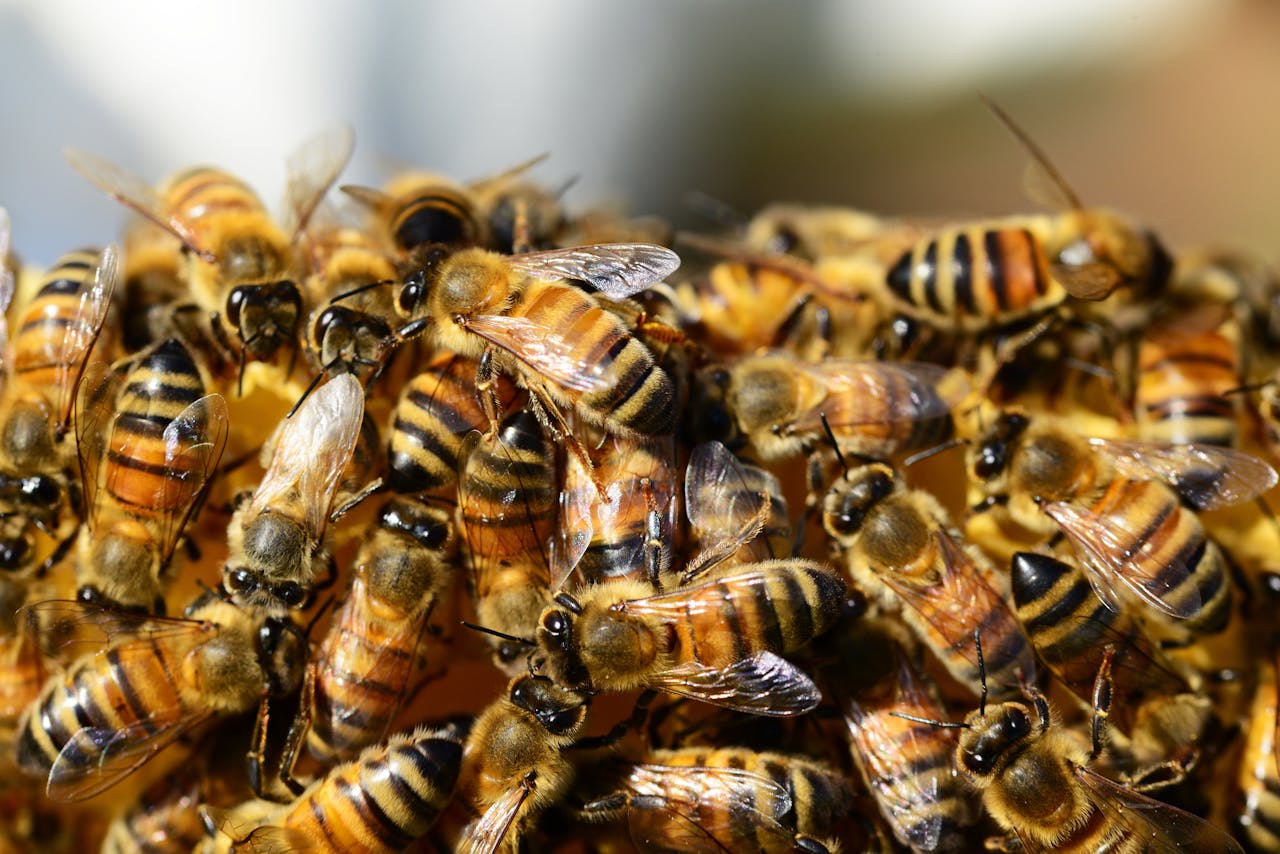 bees in a hive