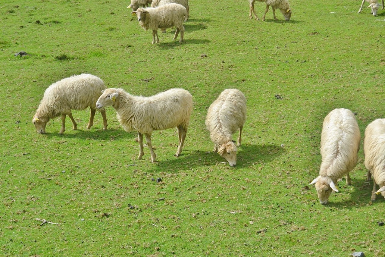 flock of sheep grazing on green pasture