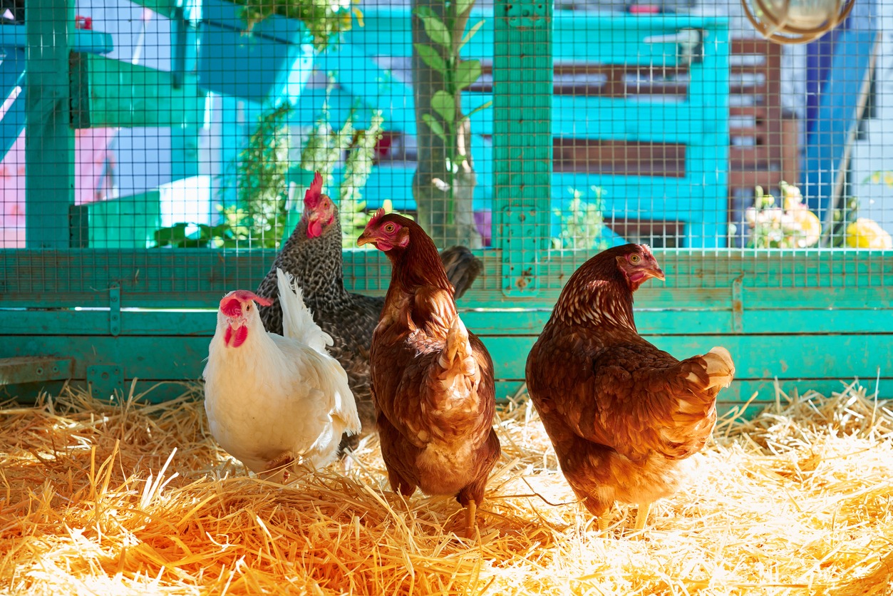 hens in a poultry house with straw