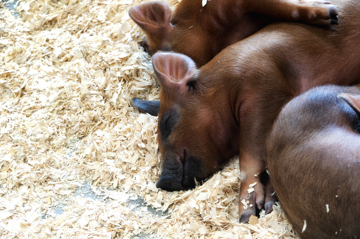 three sleeping pigs on wood shavings