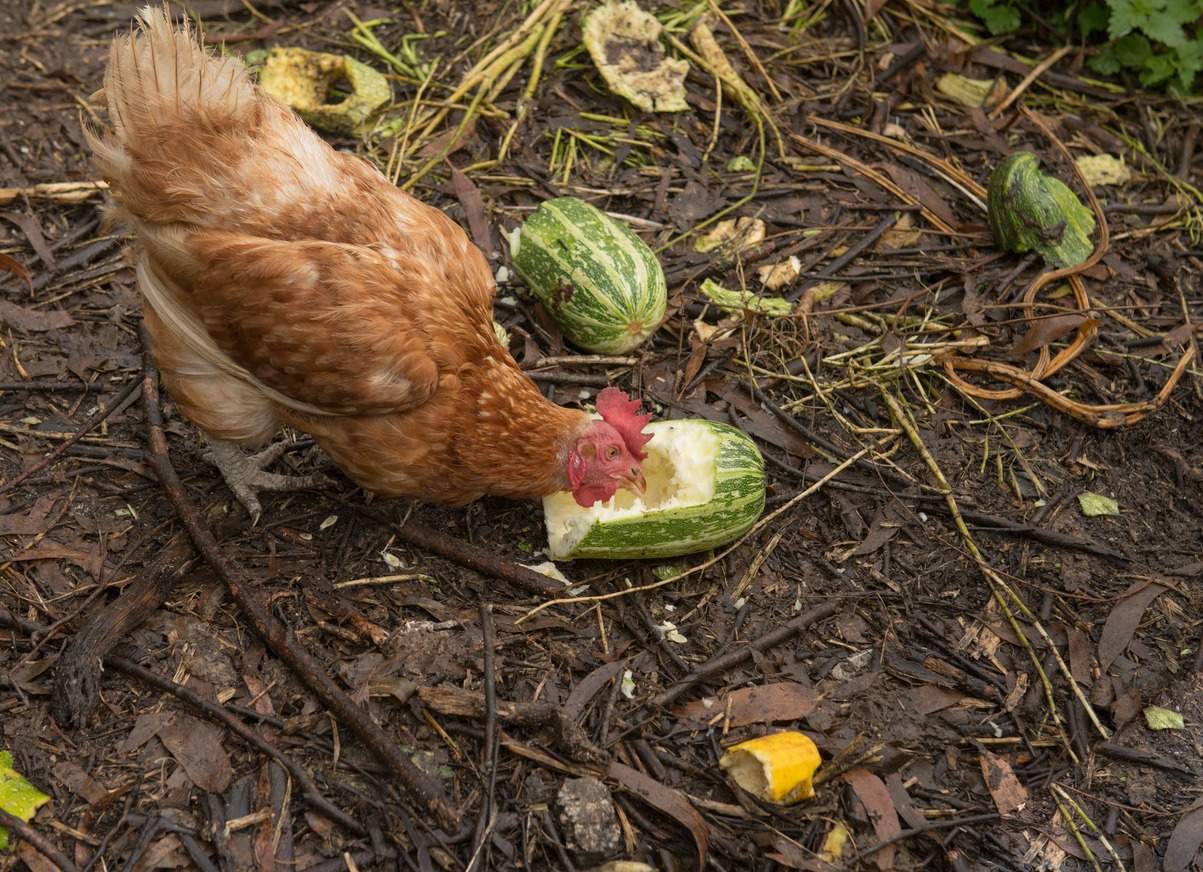 chickens grazing with food scraps
