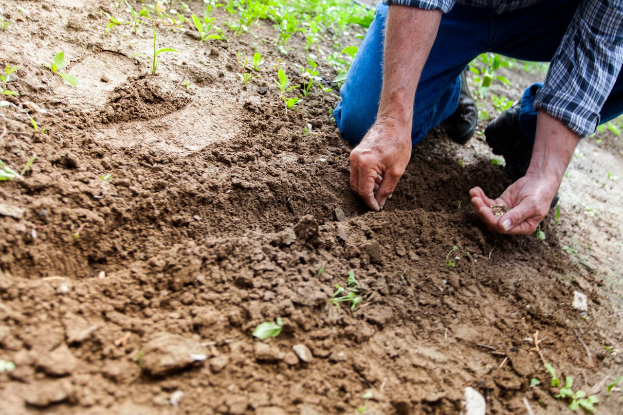 man sowing seeds on the field