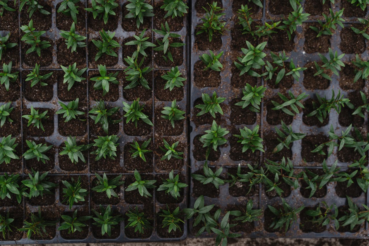 small herb plants