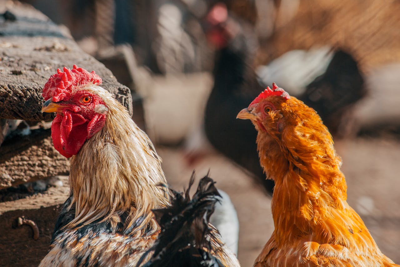 two chickens