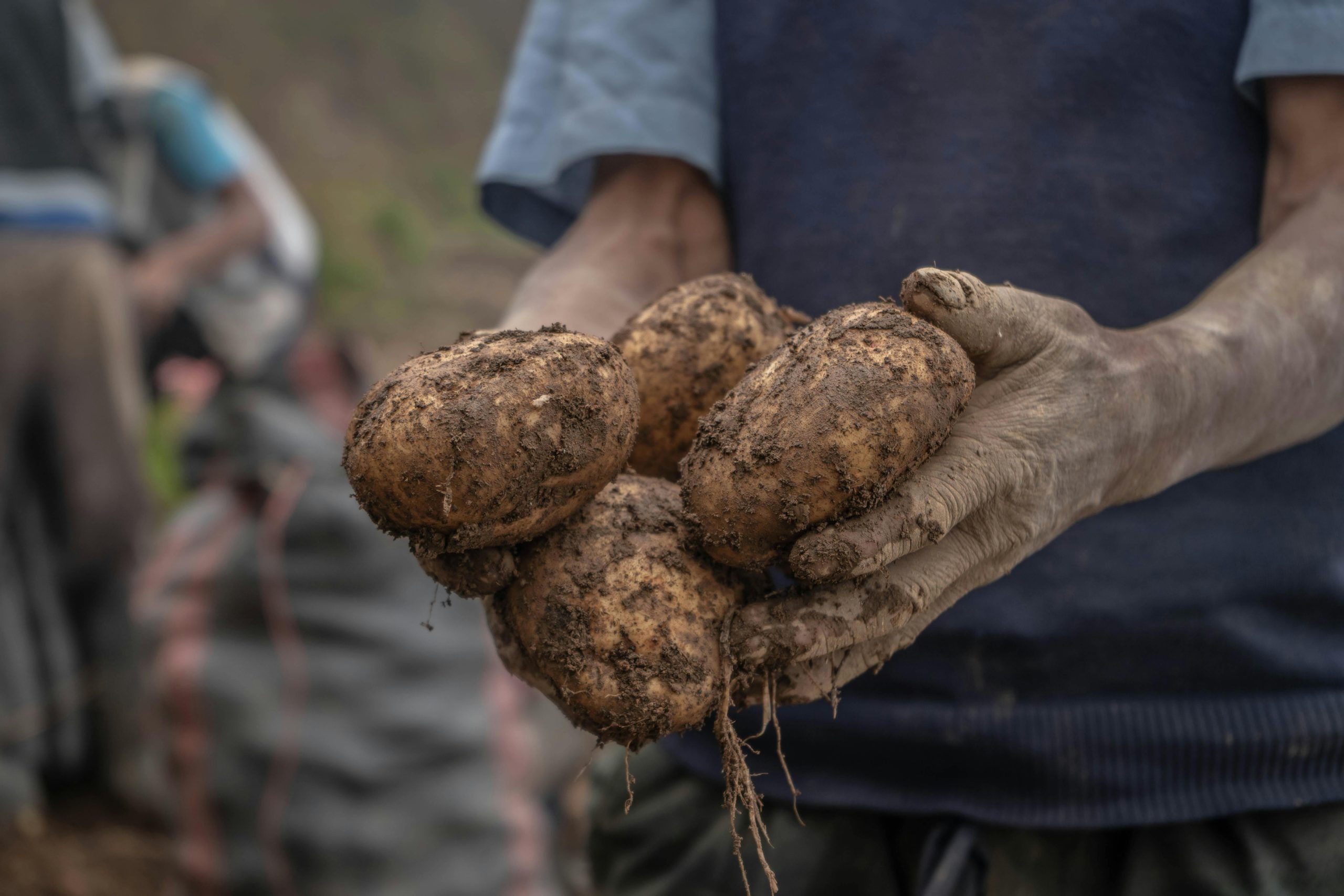 Signs Your Potatoes Are Ready