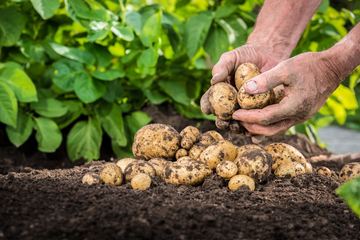 hands harvesting potatoes