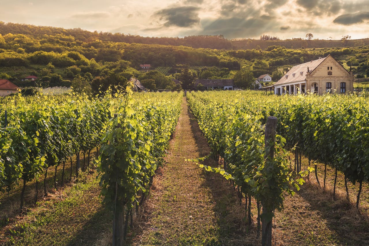 vineyard near a farmhouse