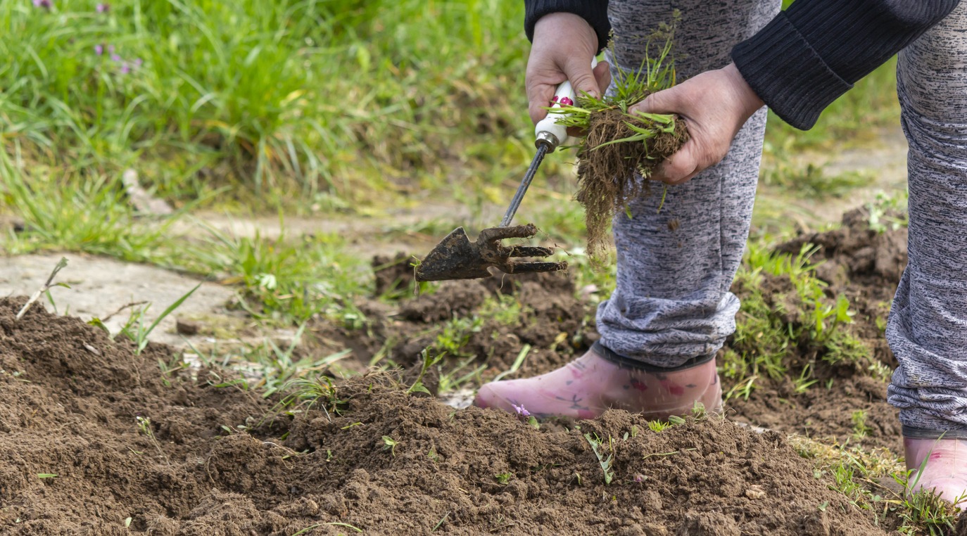 Female Hands Pull Out Weeds From Ground Garden