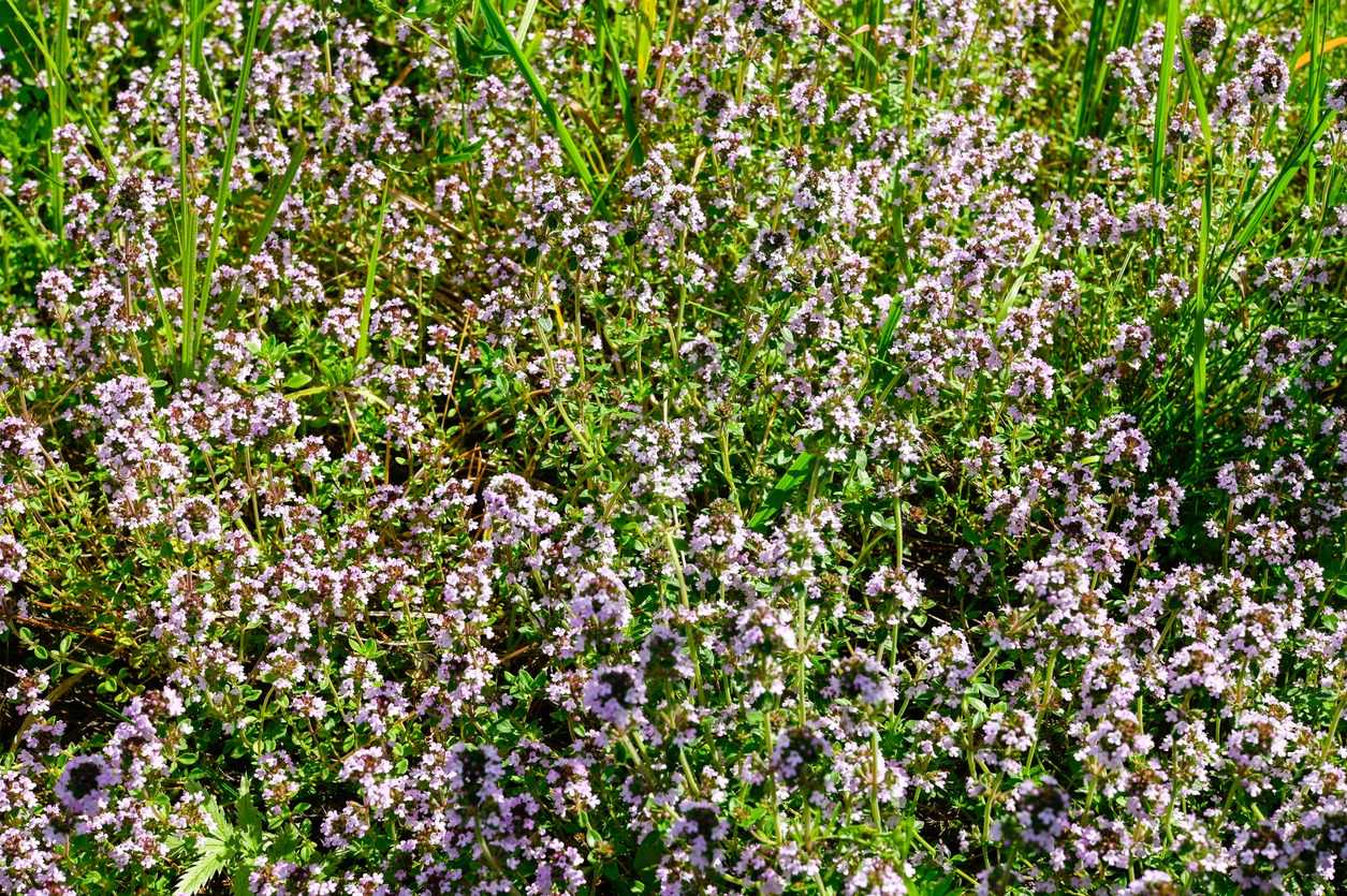 creeping thyme
