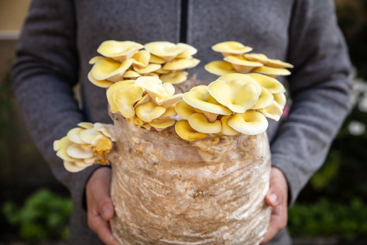 golden oyster mushrooms