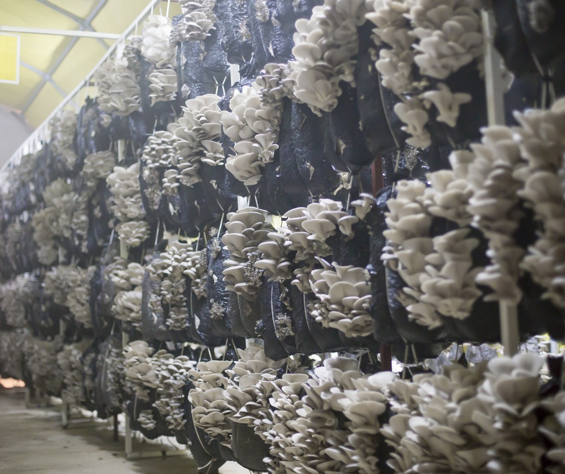 oyster mushrooms on a greenhouse ready for harvest