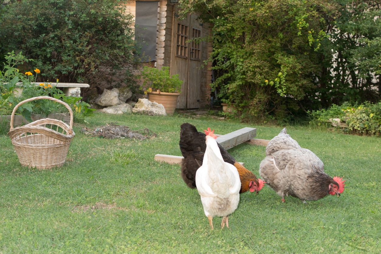 Chickens grazing on the grass
