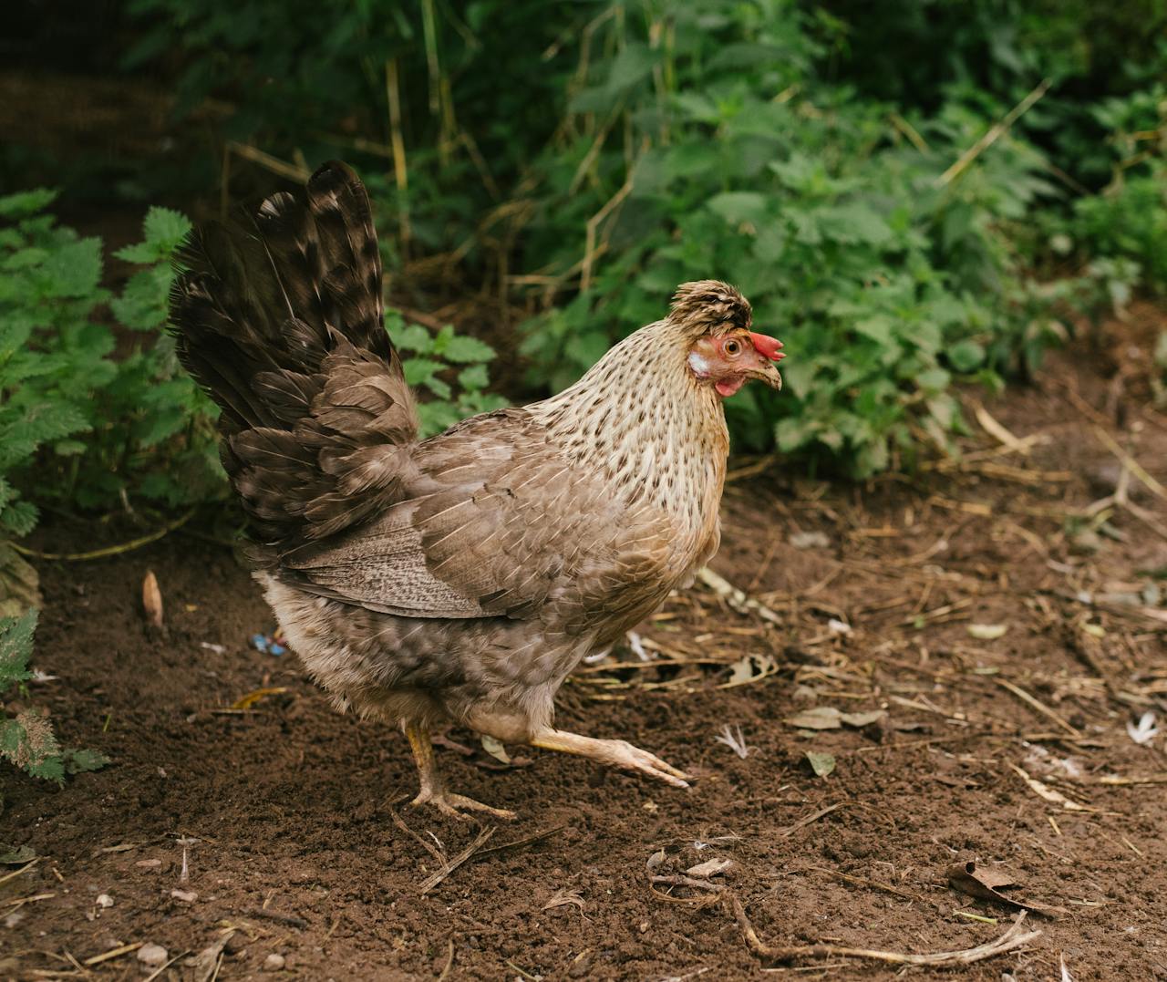 a chicken scratching the soil
