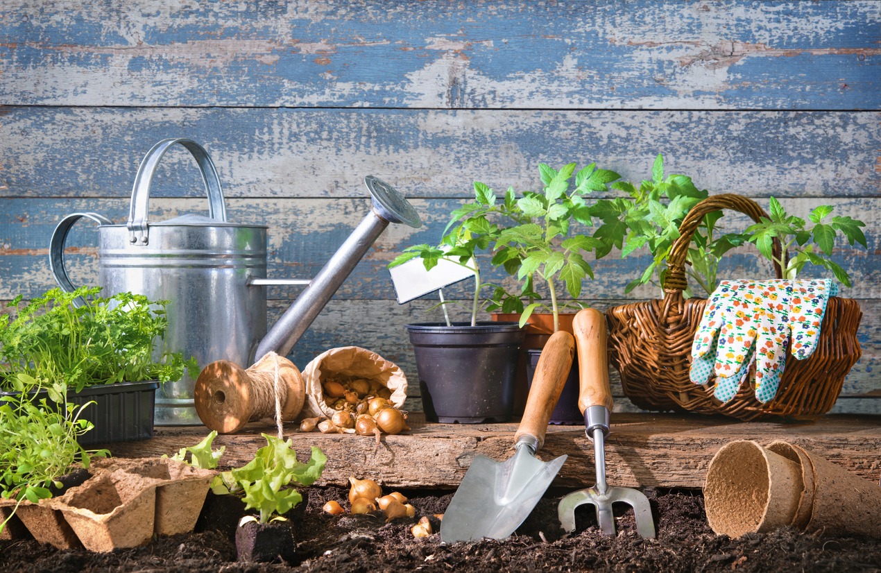 Seedlings of lettuce and tomatoes with gardening tools