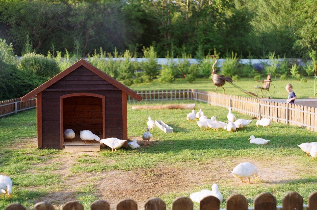 white ducks on the grass