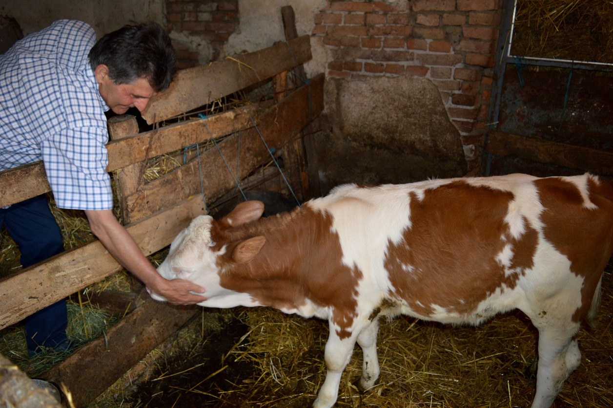a man checking up on a calf at night