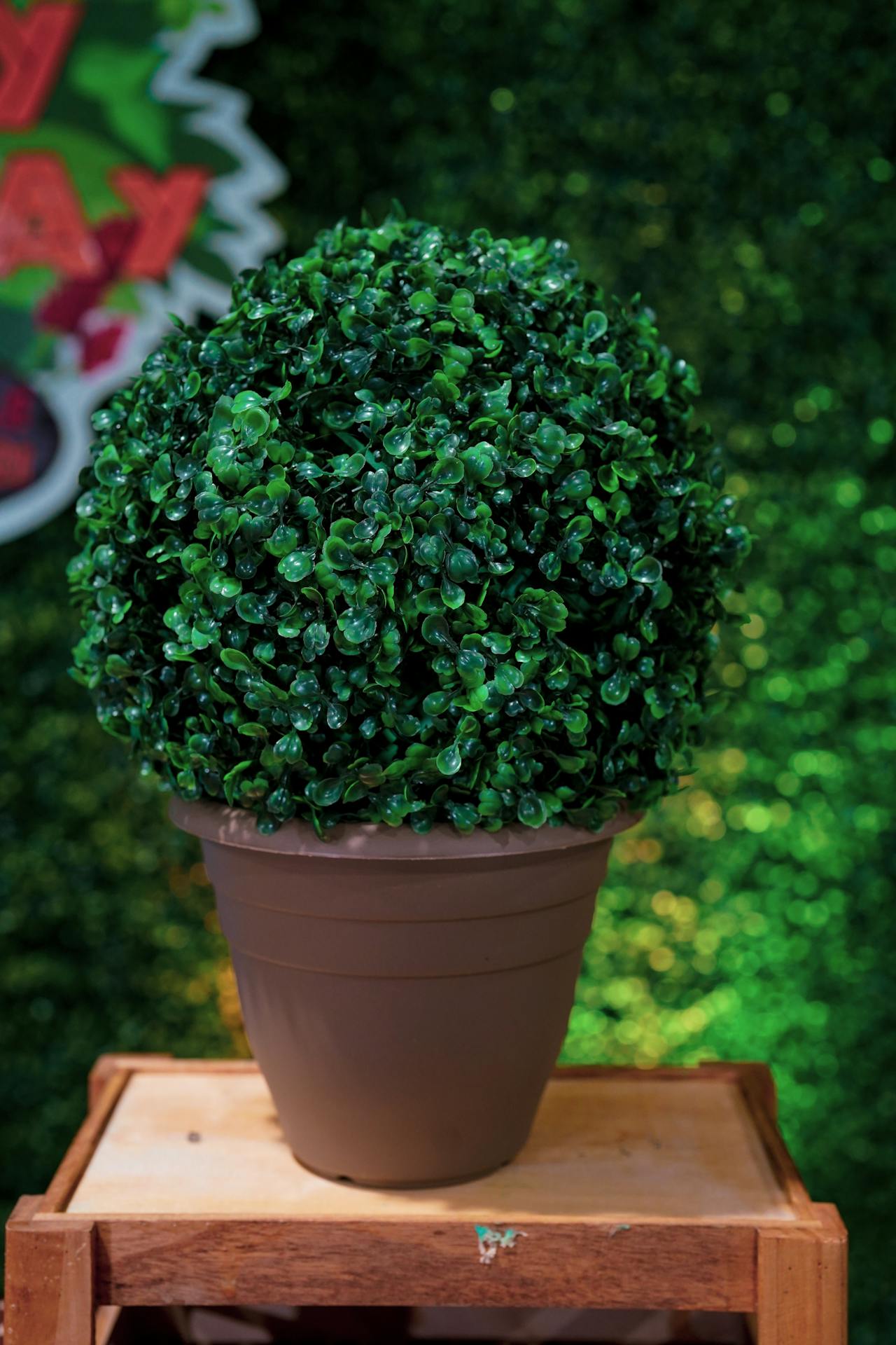 boxwood plant on a pot