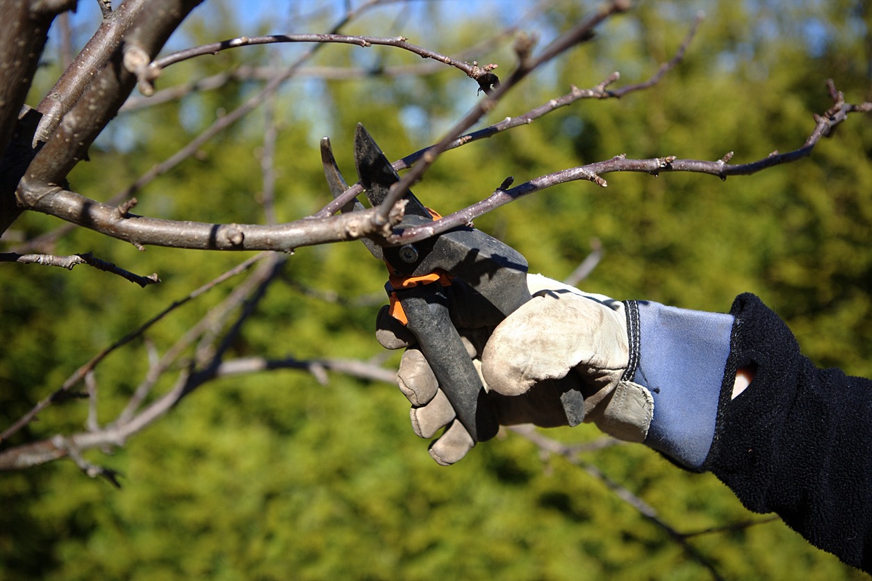 Pruning in the garden