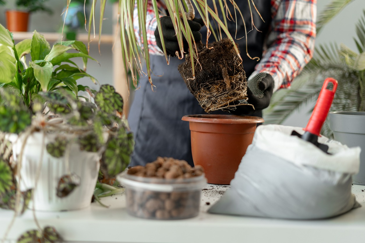 Spring Houseplant Care. Close-up of man is transplanting houseplant into new pot at home. Gardener repotting plant