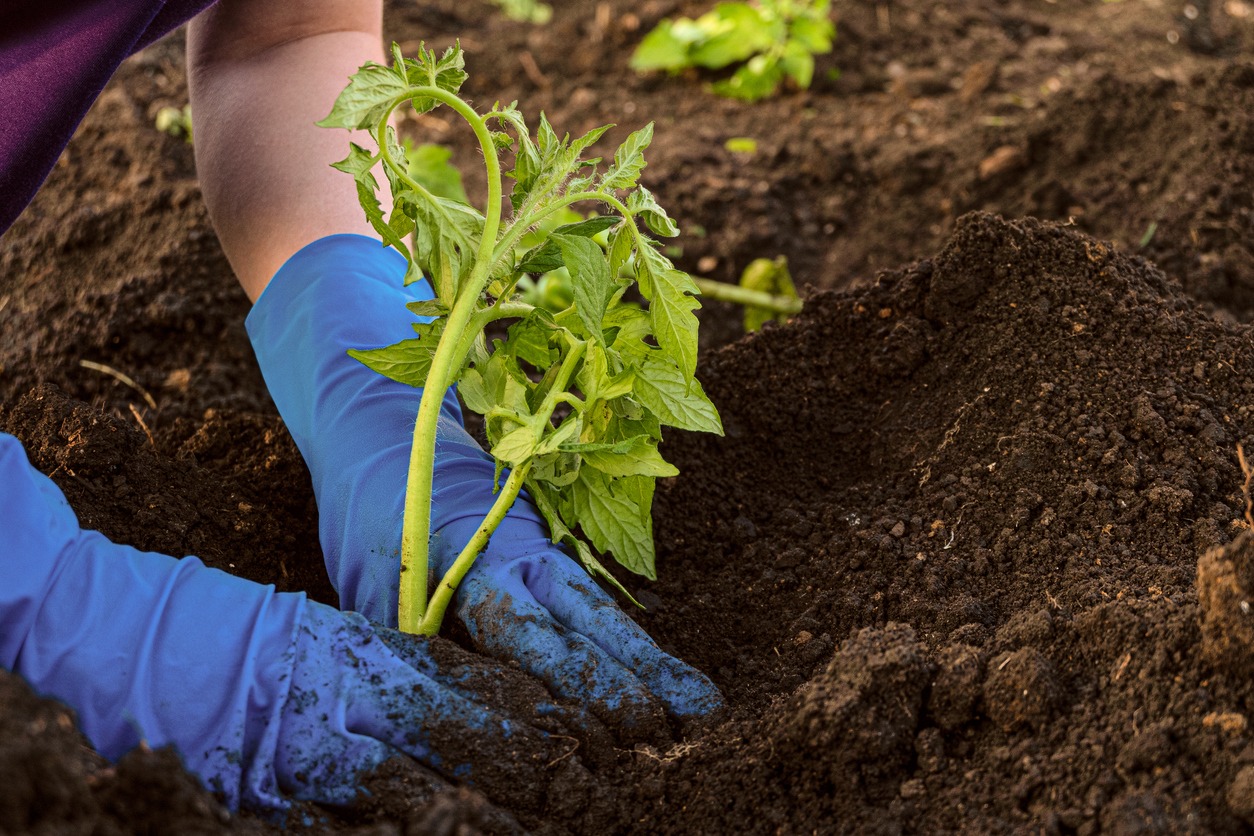 Gardener in blue rubber gloves is planting tomato seedling in soil