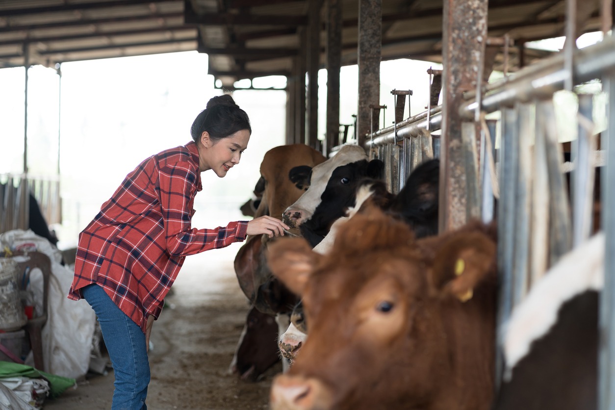 Agriculture industry, dairy farming
