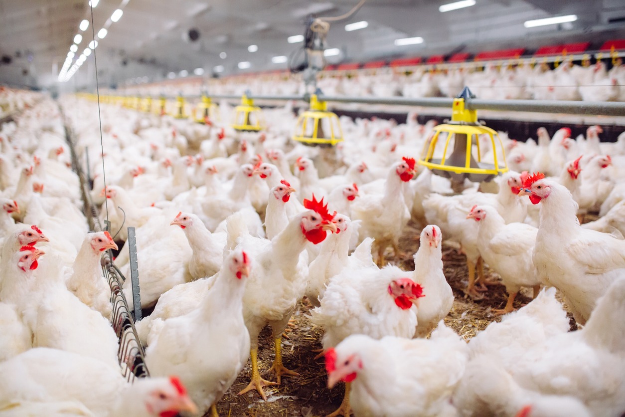 Indoors chicken farm, chicken feeding