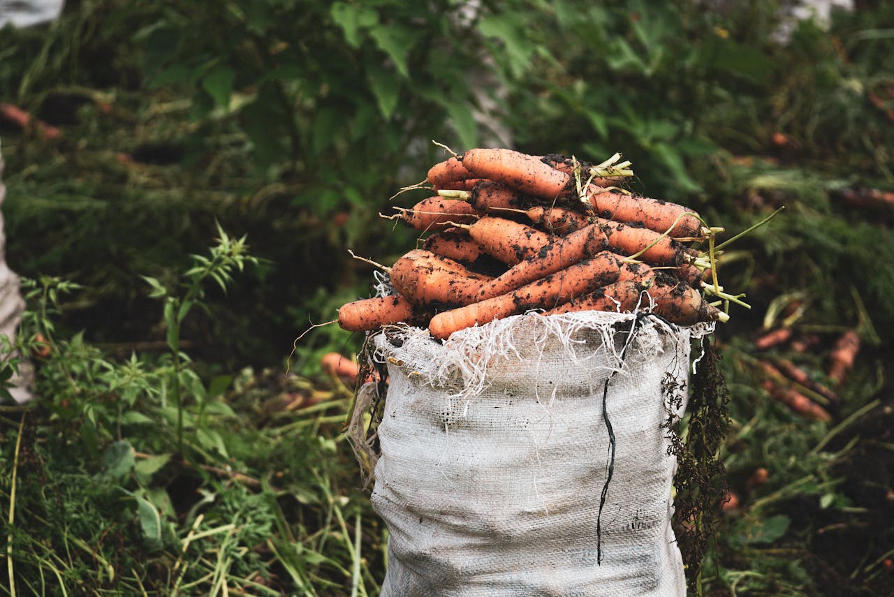 a bag of freshly collected carrots