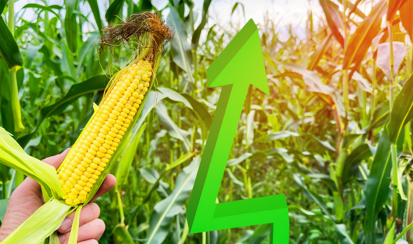 corn in a field with an arrow up illustration