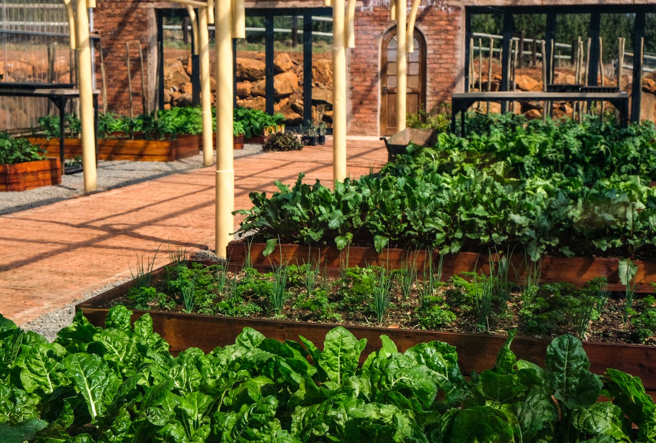interior of a greenhouse with raised beds
