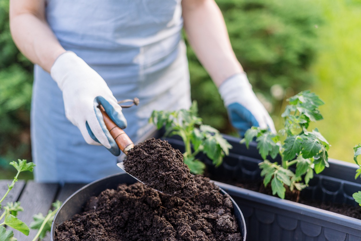 Woman planting small tomato seedlings in a box