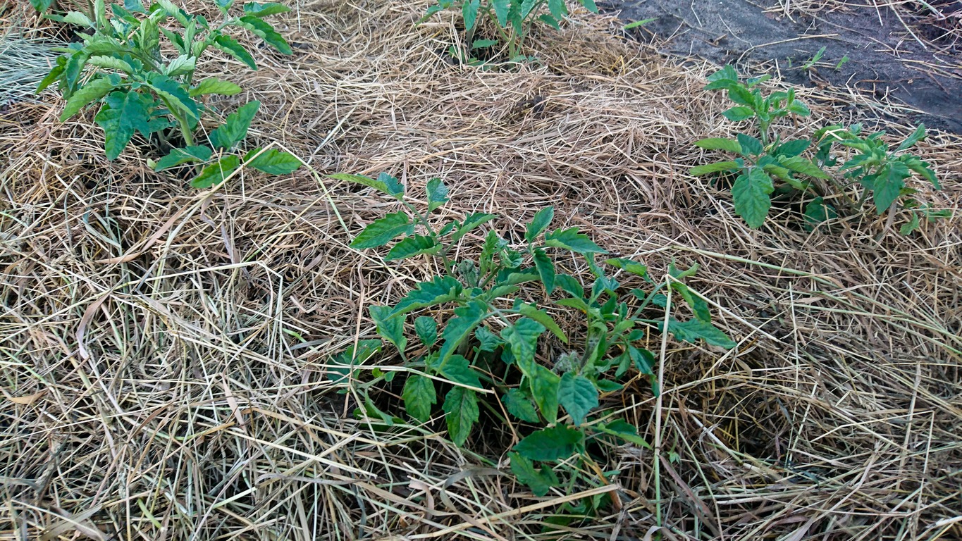 Young Tomato Plants Growing in Mulched Garden Bed