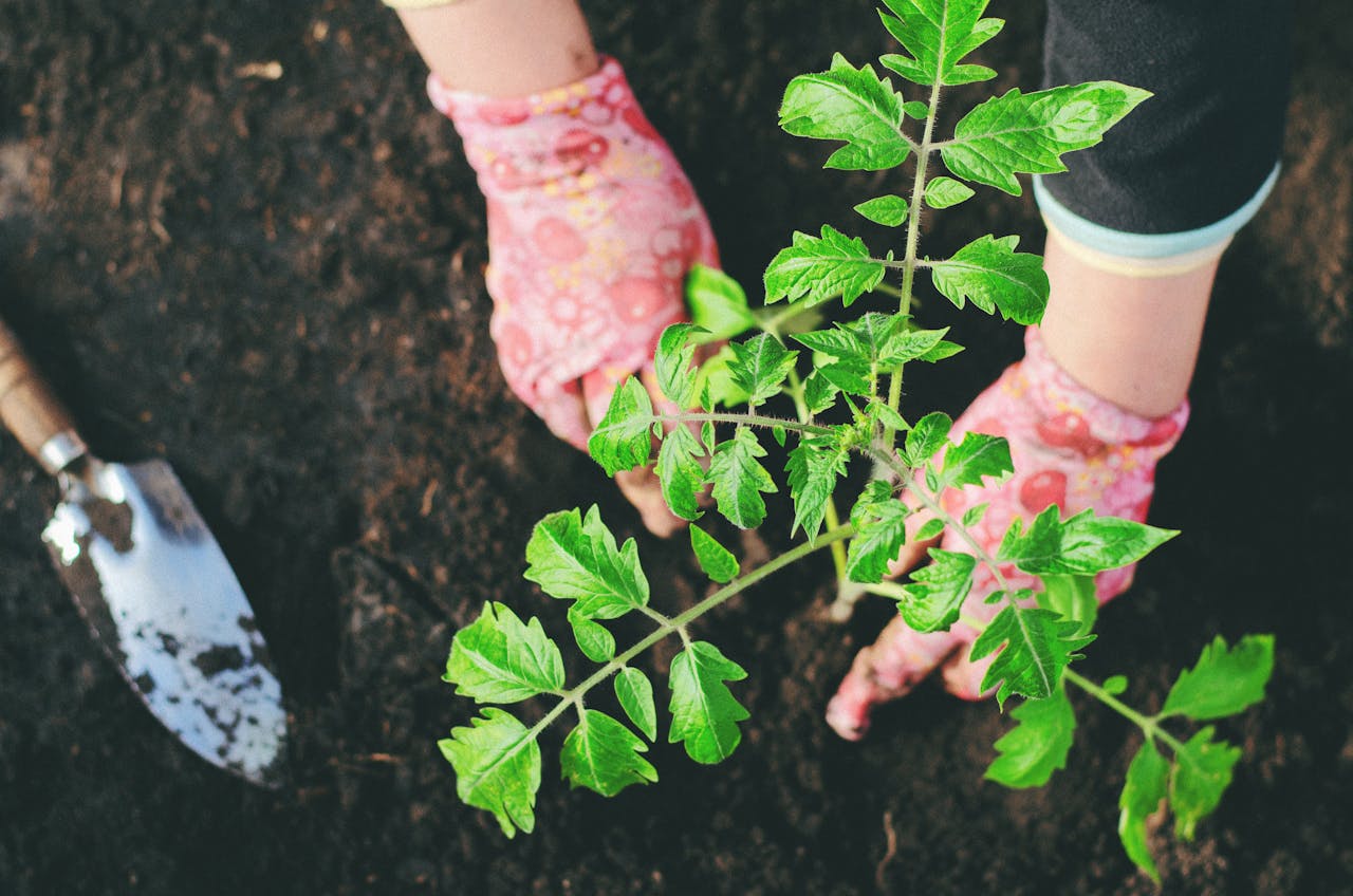 a tomato seedling being transplanted into the soil