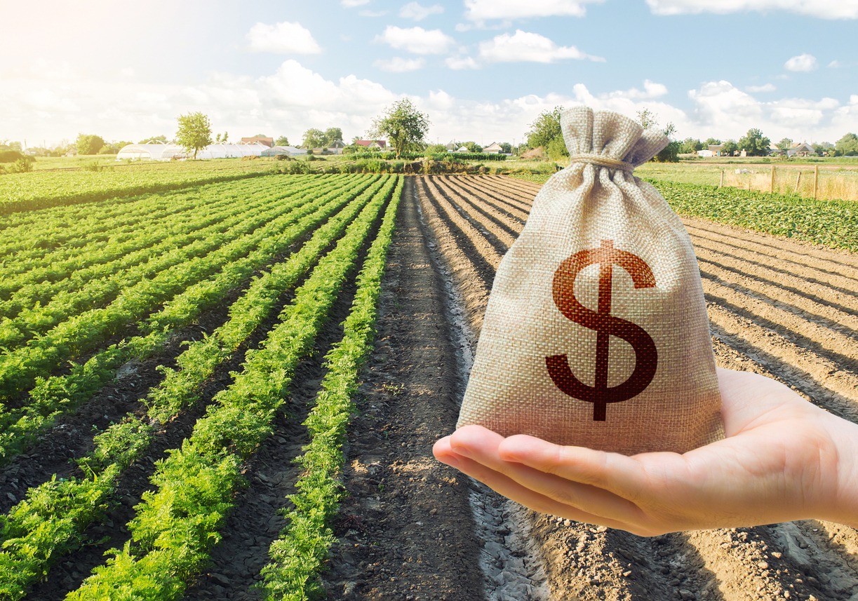 Hand holds out a dollar money bag on a background of a carrot plantation