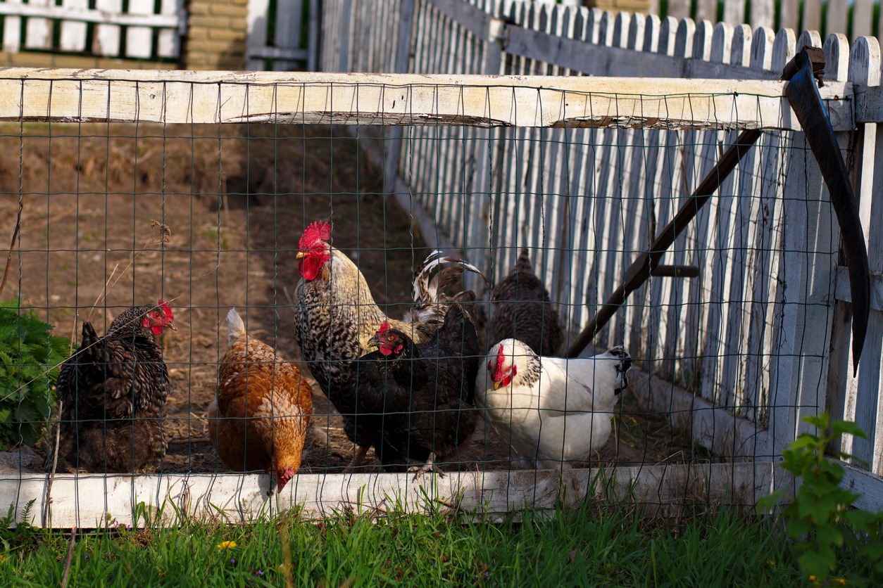 Hens on the farm